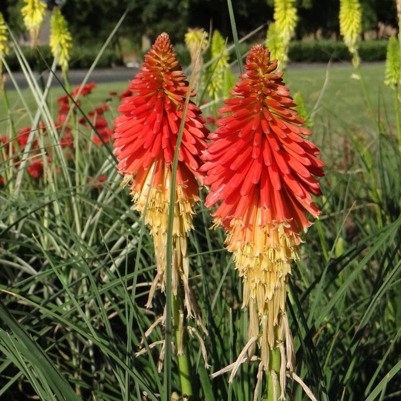 Fackellilie 'Papaya Popsicle'