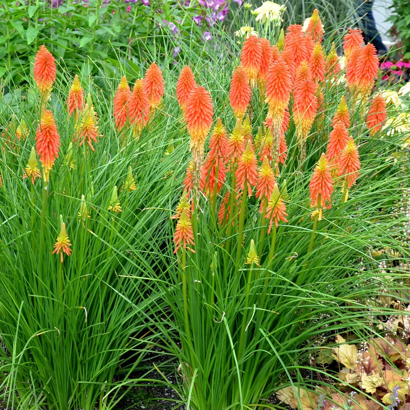 Fackellilie 'Papaya Popsicle'