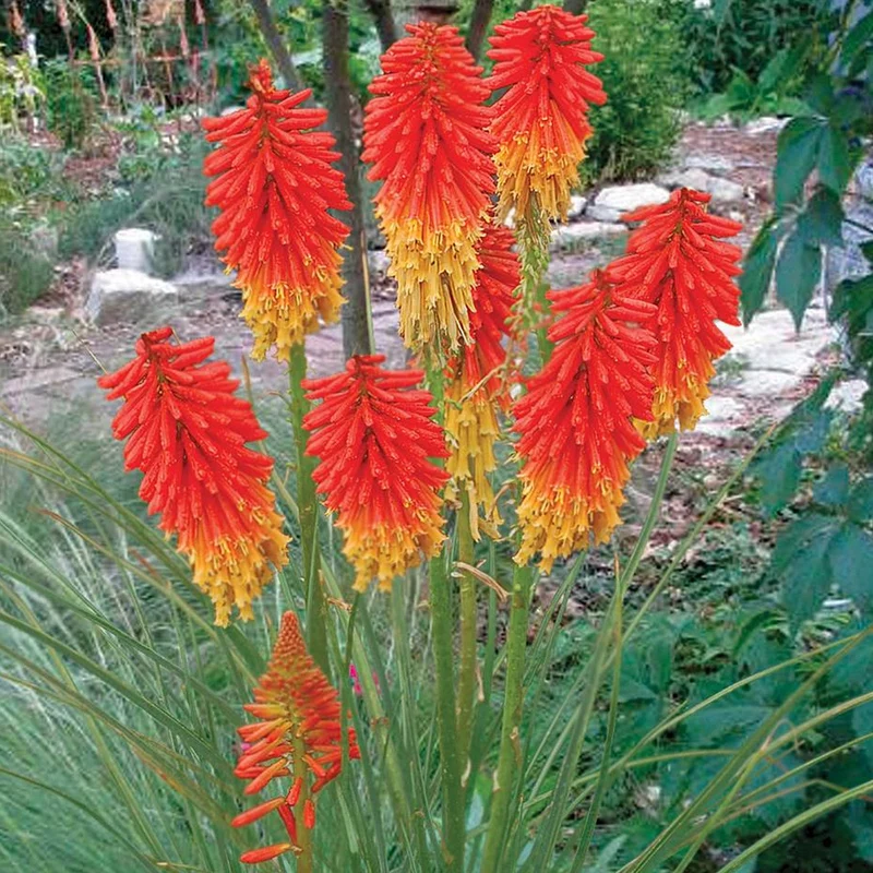 Fackellilie 'Papaya Popsicle'