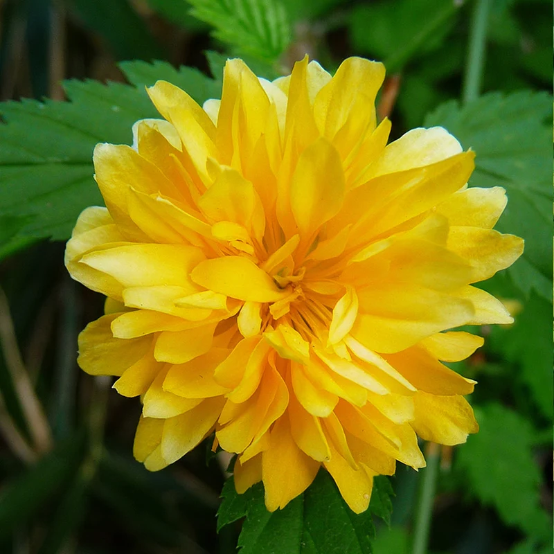 Ranunkelstrauch 'Pleniflora'