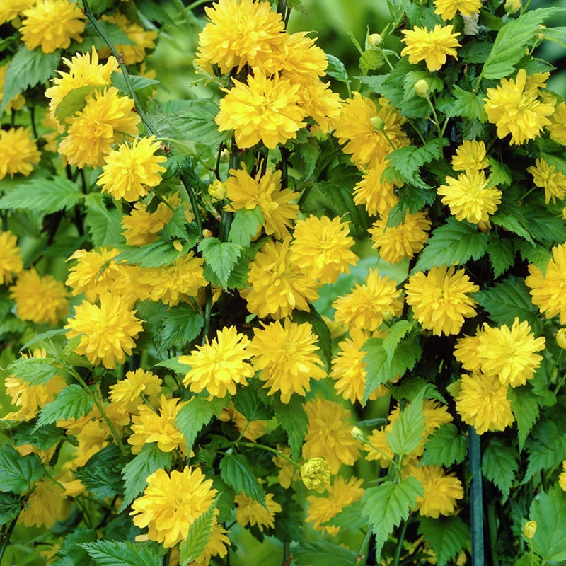 Ranunkelstrauch 'Pleniflora'