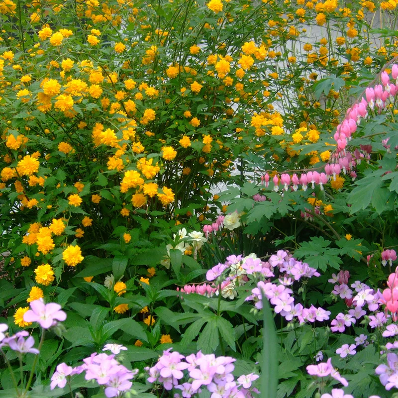 Ranunkelstrauch 'Pleniflora'