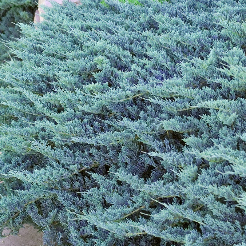 Teppich-Wacholder 'Blue Chip'