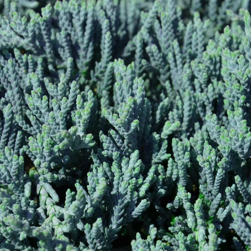 Teppich-Wacholder 'Blue Chip'