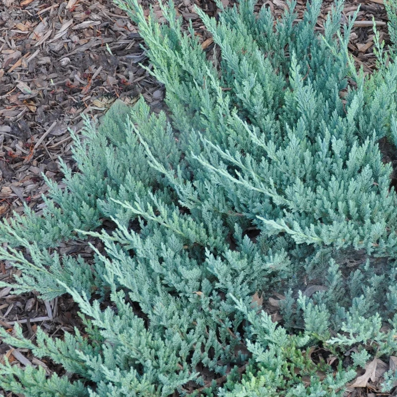 Teppich-Wacholder 'Blue Chip'