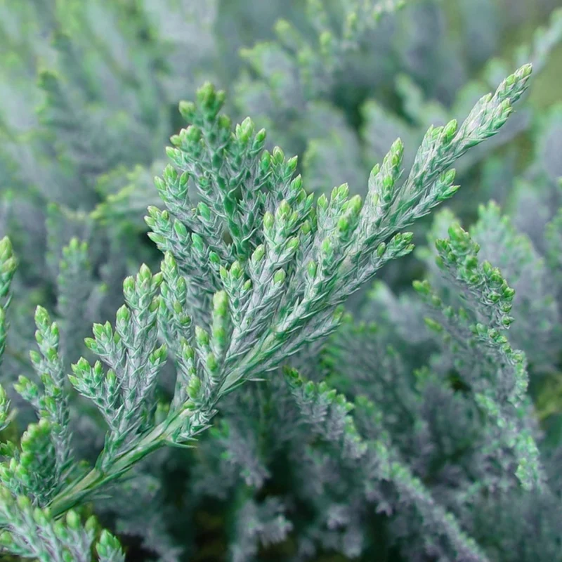 Teppich-Wacholder 'Blue Chip'