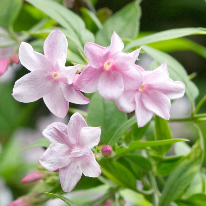 Rosa Jasmin