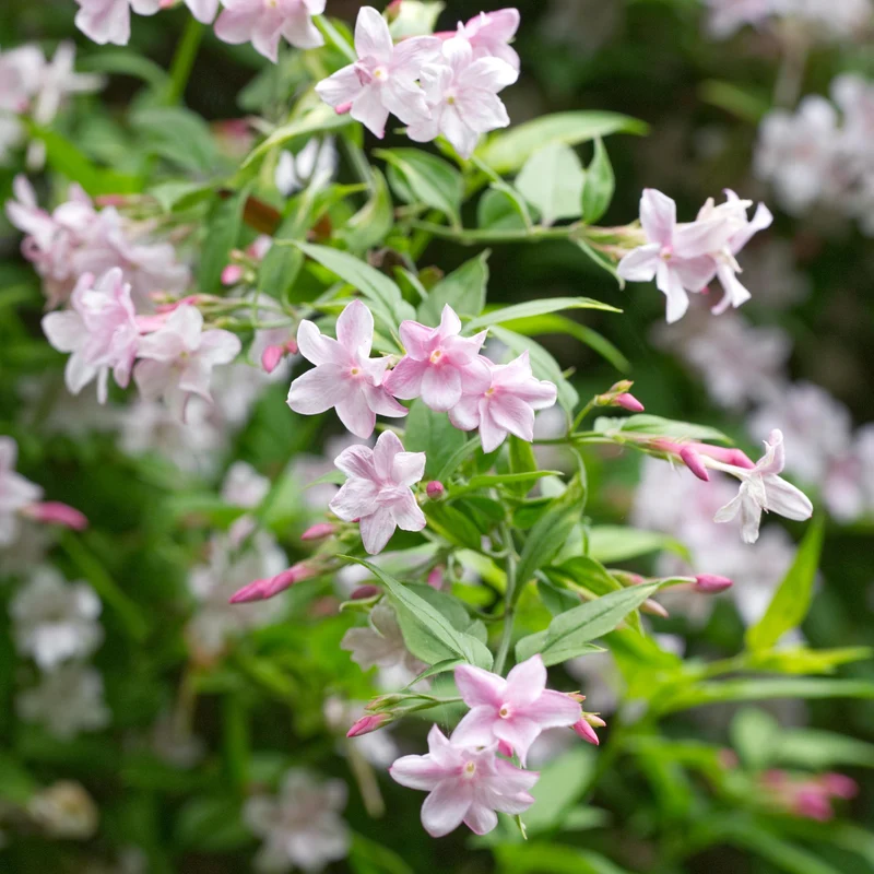 Rosa Jasmin