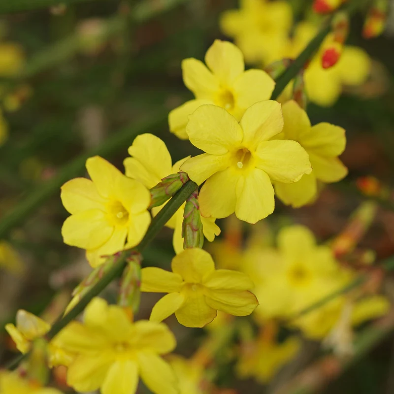 Winterjasmin
