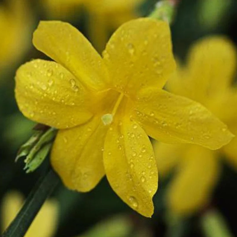 Winterjasmin