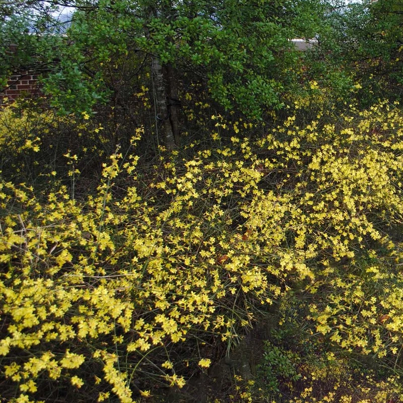 Winterjasmin