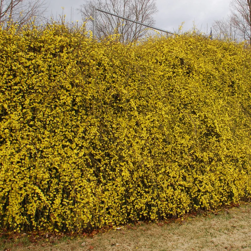 Winterjasmin