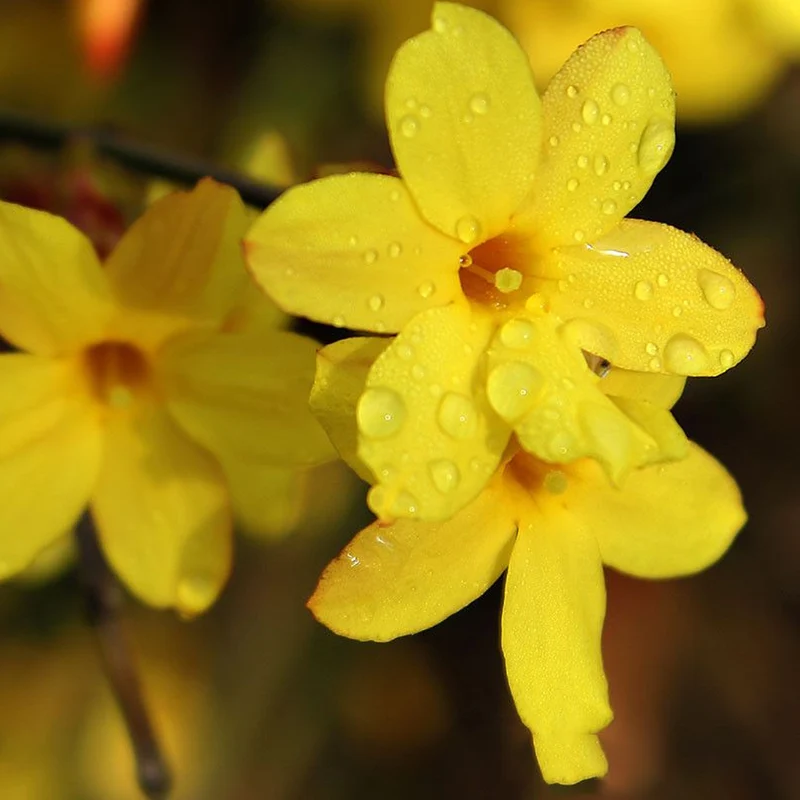 Winterjasmin