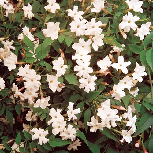 Echter Jasmin