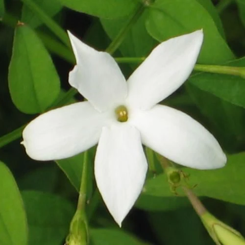 Echter Jasmin