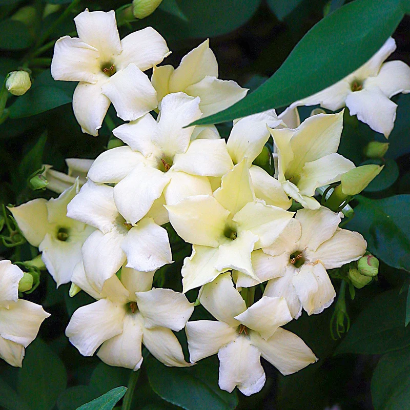 Echter Jasmin 'Clotted Cream'
