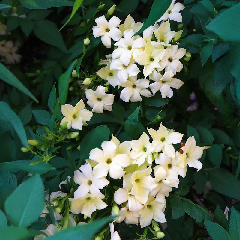 Echter Jasmin 'Clotted Cream'