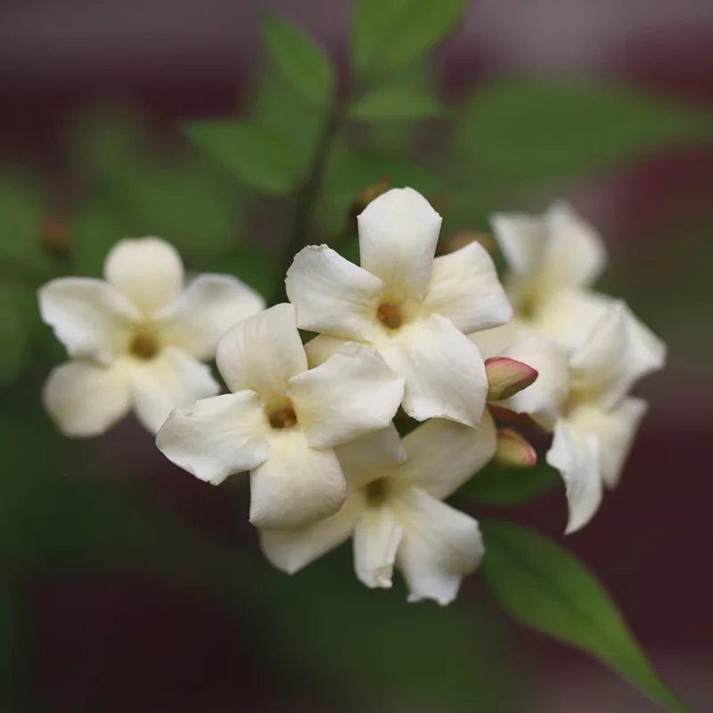 Echter Jasmin 'Clotted Cream'
