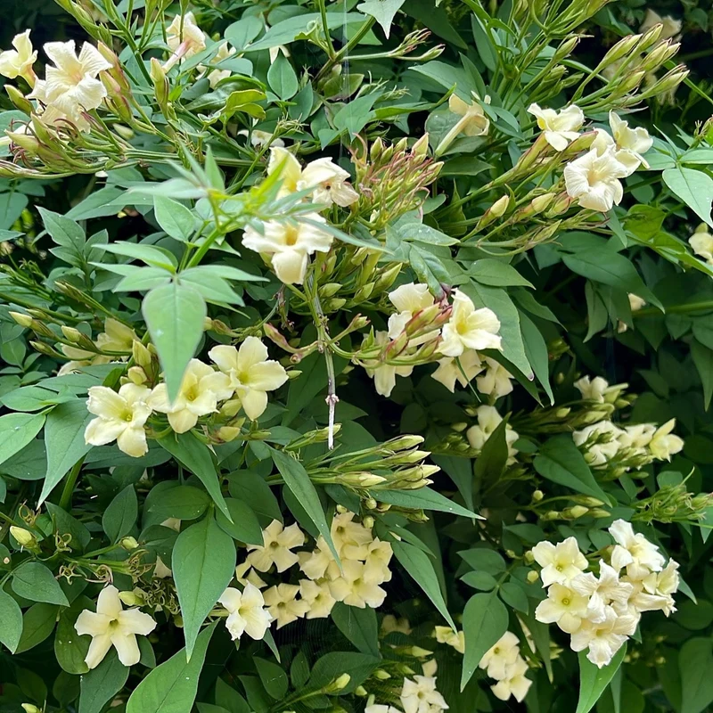 Echter Jasmin 'Clotted Cream'
