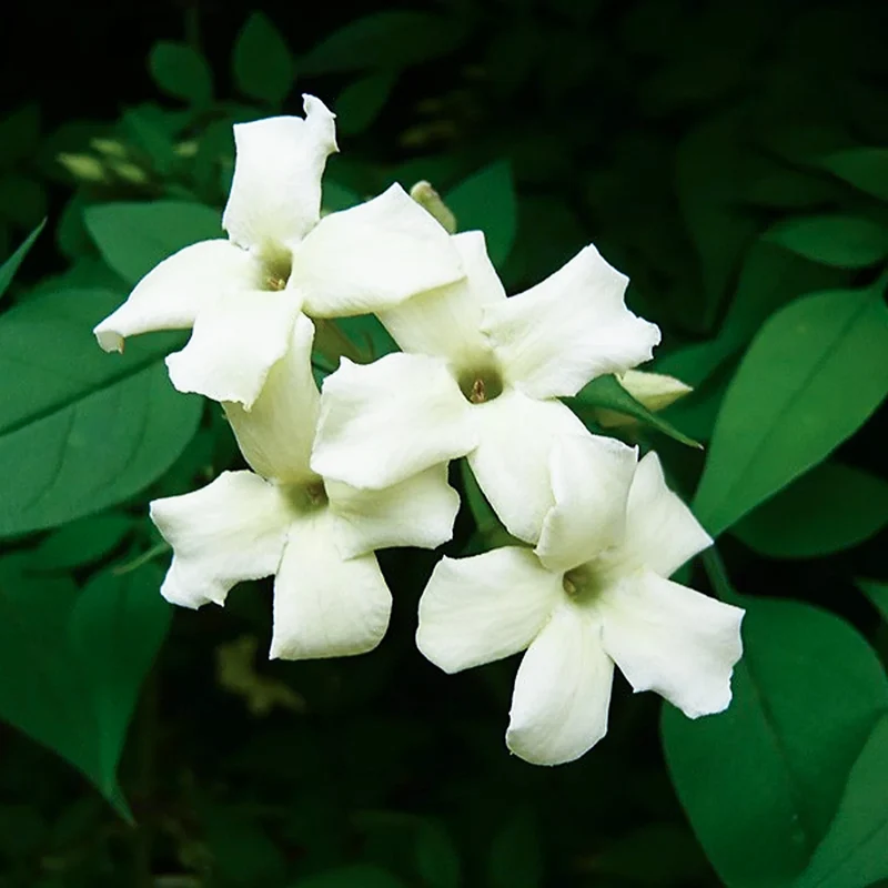 Echter Jasmin 'Clotted Cream'