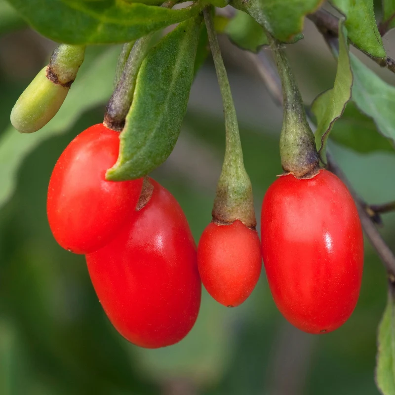 Goji-Beere 'Little Goji'