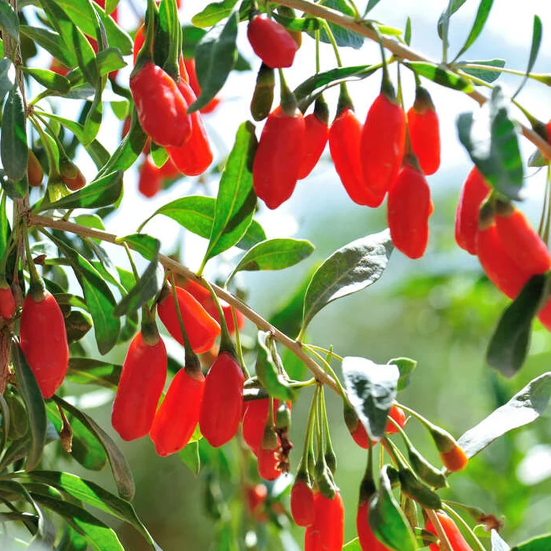 Goji-Beere 'Little Goji'