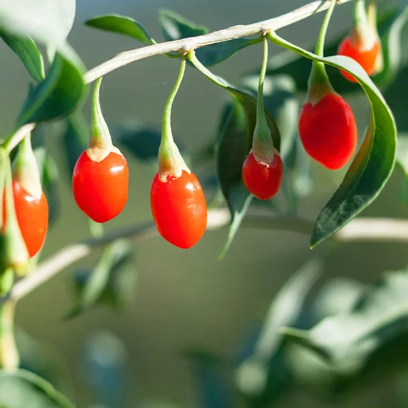 Goji-Beere 'Little Goji'