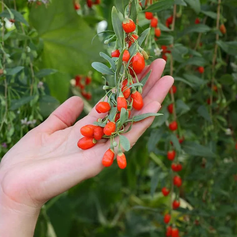 Goji-Beere 'Little Goji'