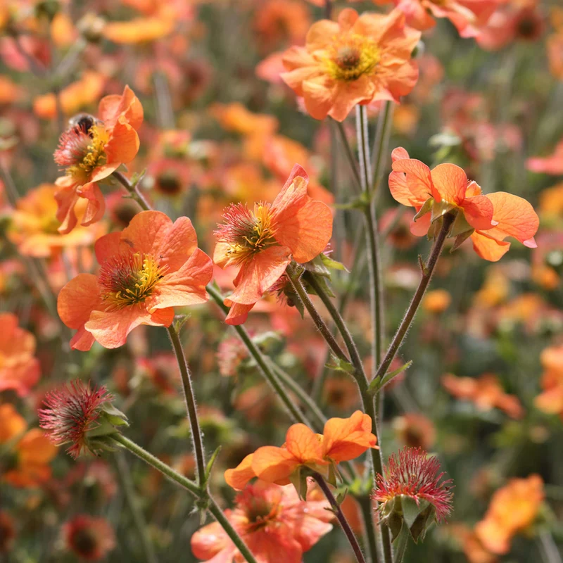 Nelkenwurz 'Totally Tangerine'
