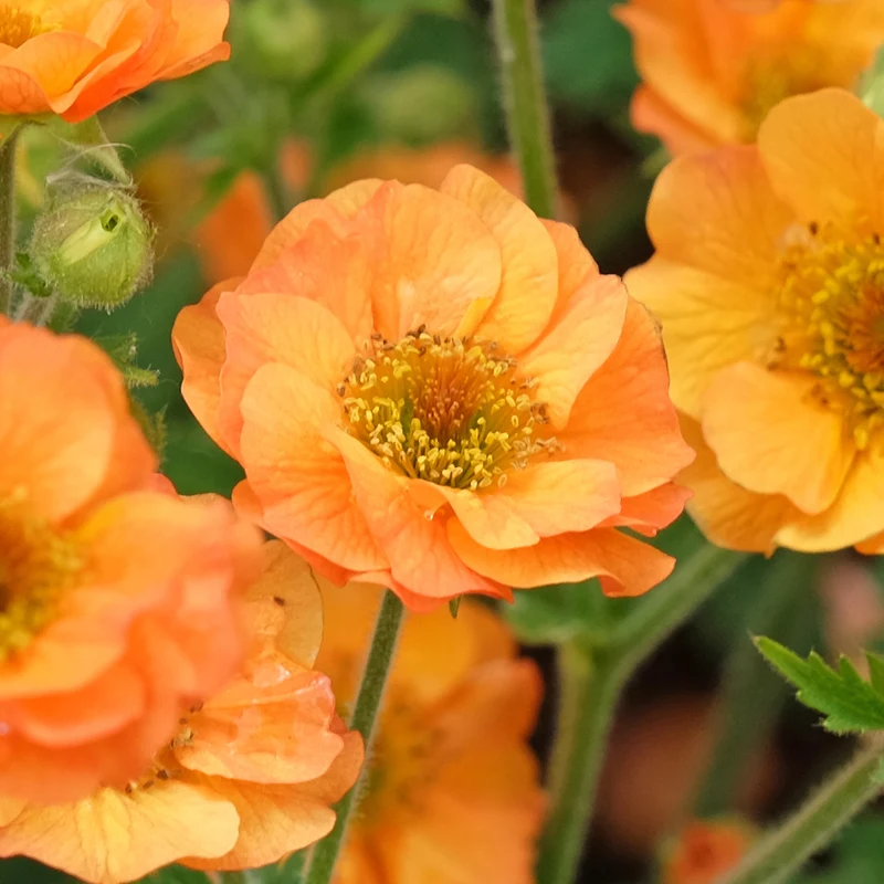 Nelkenwurz 'Totally Tangerine'