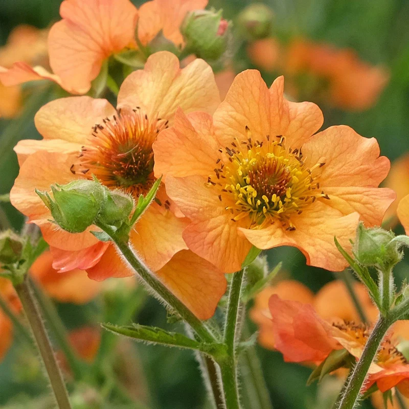 Nelkenwurz 'Totally Tangerine'