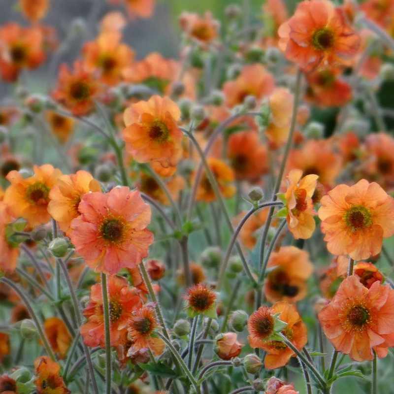 Nelkenwurz 'Totally Tangerine'
