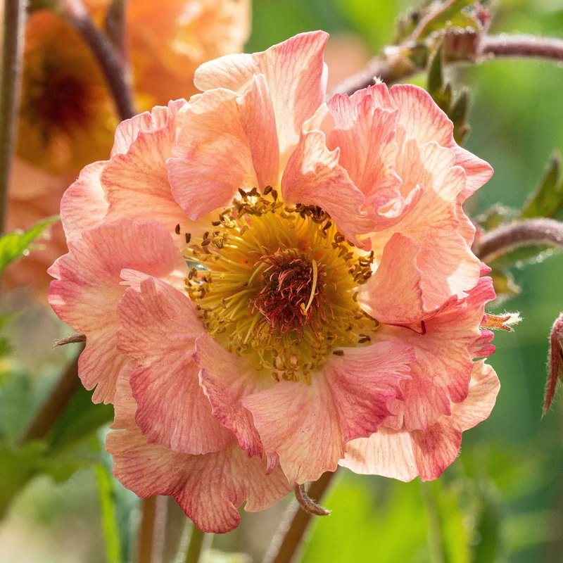 Nelkenwurz 'Mai Tai'