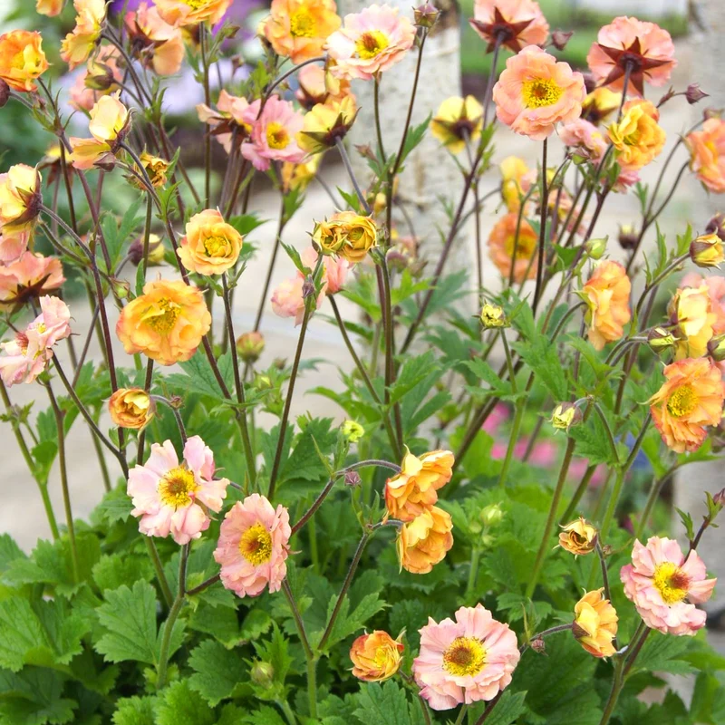 Nelkenwurz 'Mai Tai'