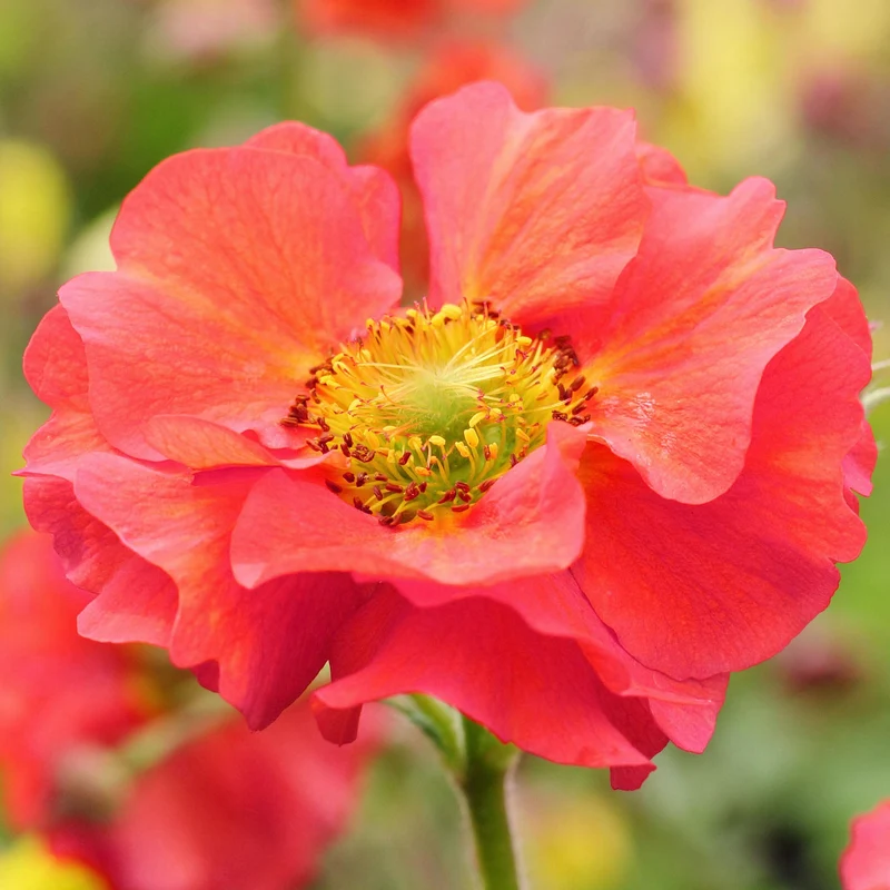Nelkenwurz 'Fiery Tempest'