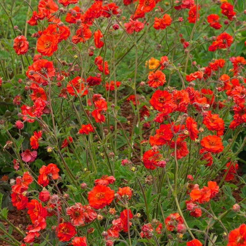 Nelkenwurz 'Fiery Tempest'