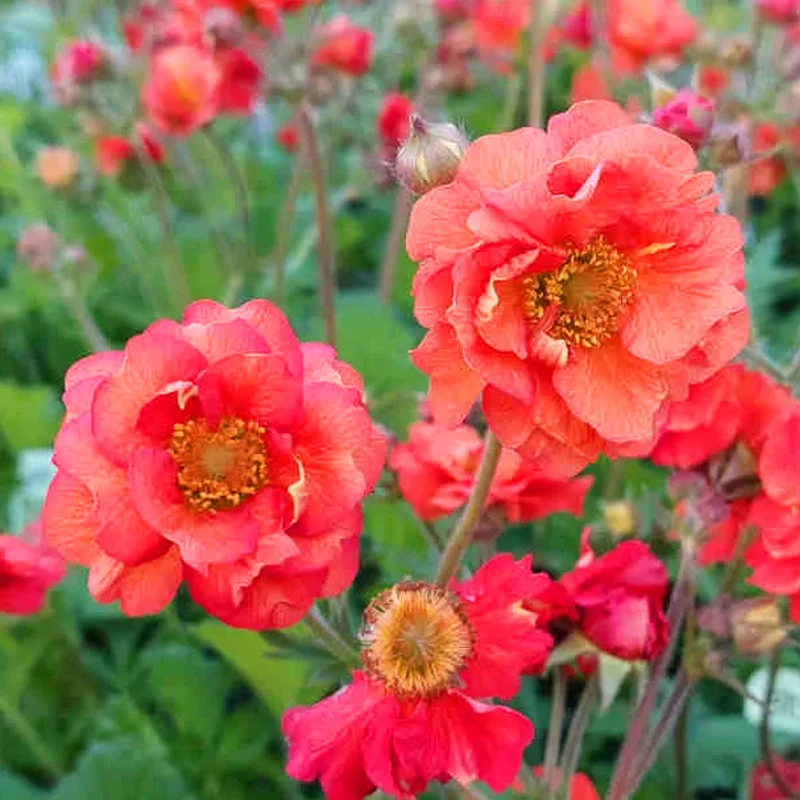 Nelkenwurz 'Fiery Tempest'