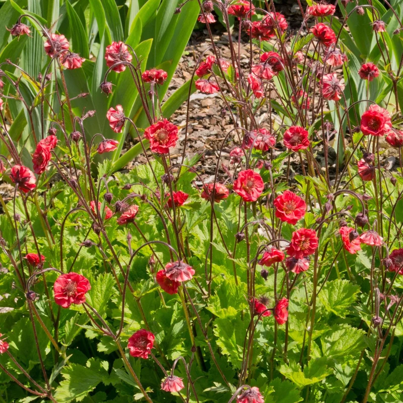 Nelkenwurz 'Fiery Tempest'