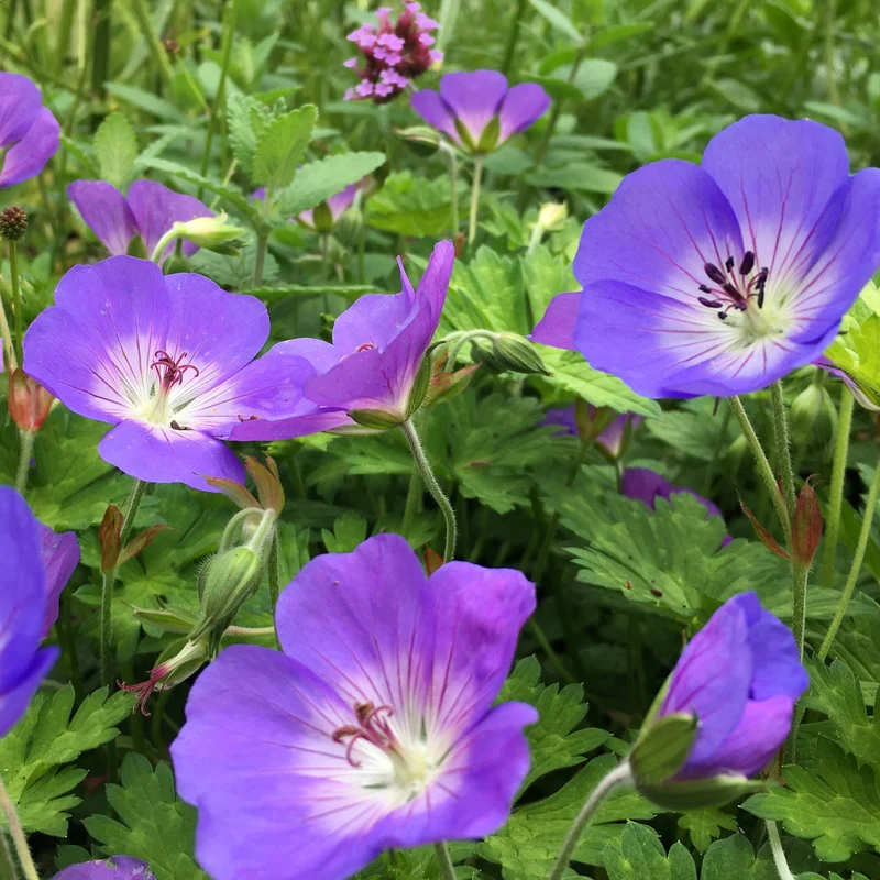 Storchschnabel 'Rozanne'