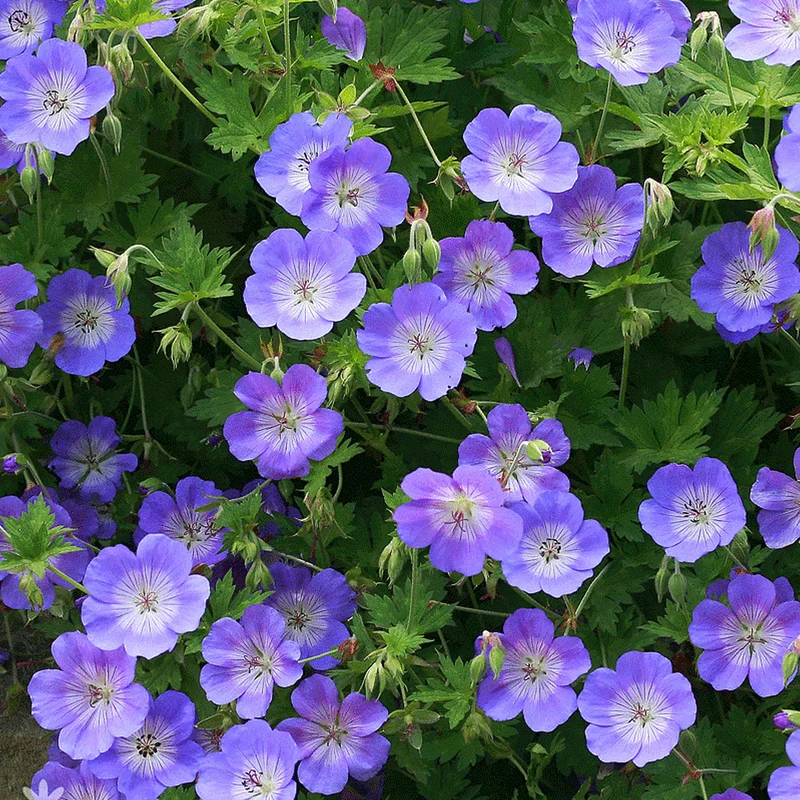Storchschnabel 'Rozanne'