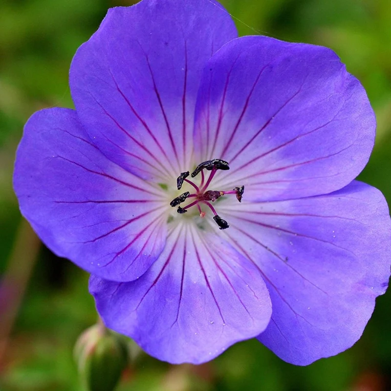 Storchschnabel 'Rozanne'