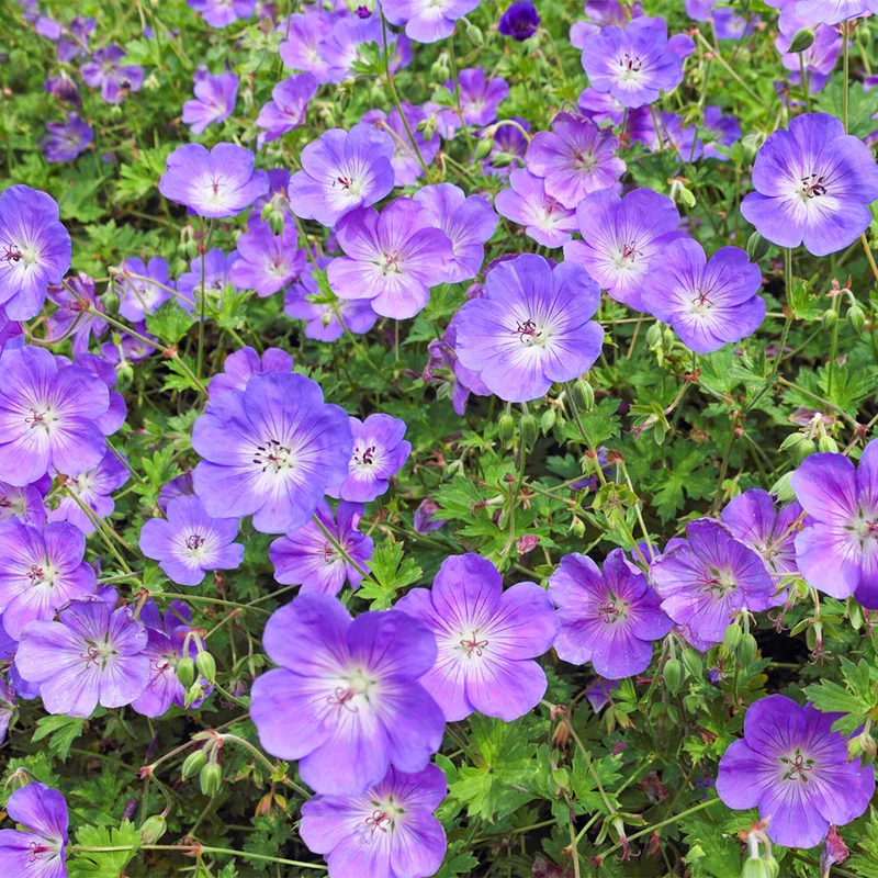 Storchschnabel 'Rozanne'