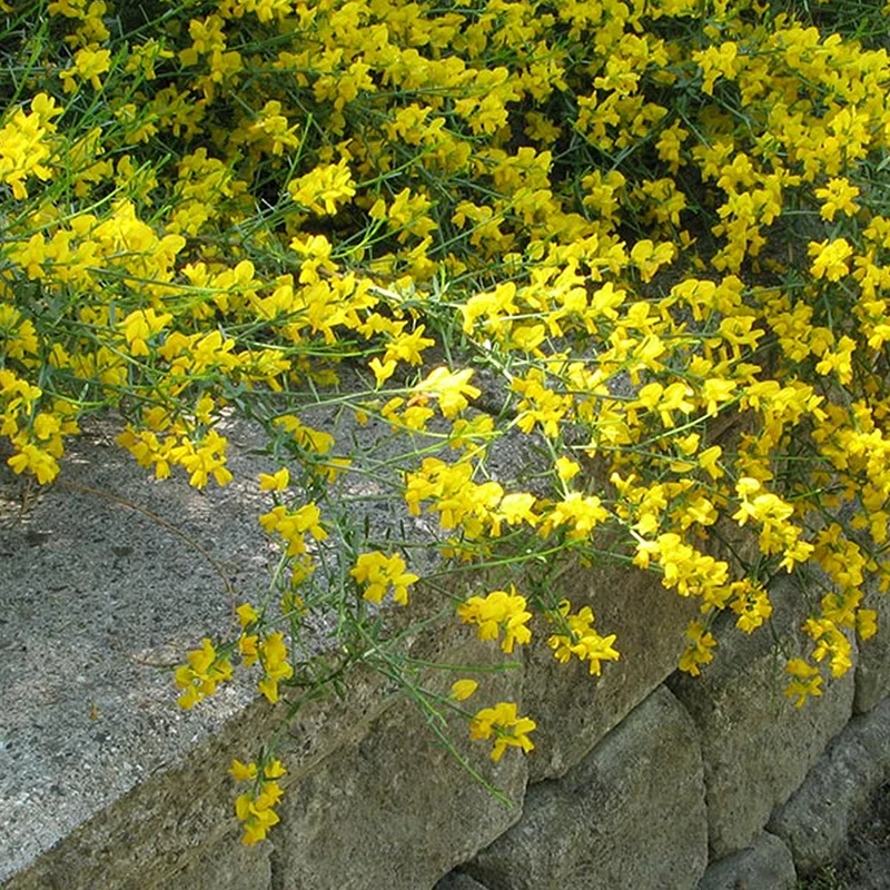 Ginster 'Lydia'