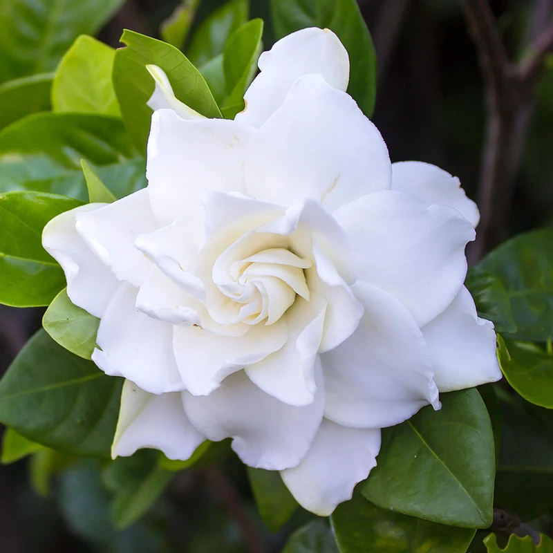 Gardenie 'Crown Jewel'