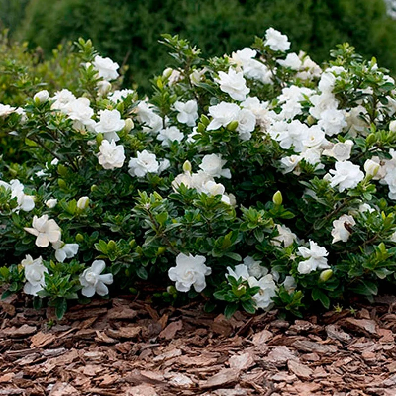 Gardenie 'Crown Jewel'