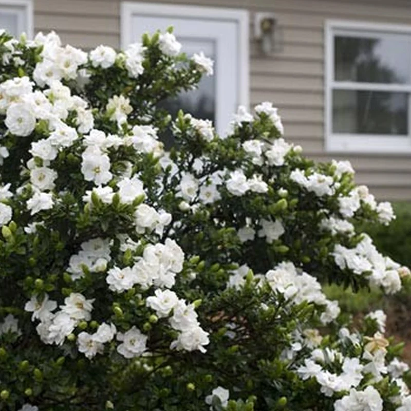 Gardenie 'Crown Jewel'