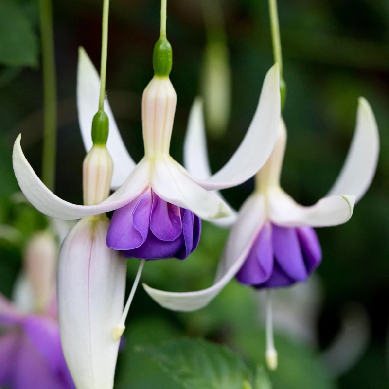 Fuchsie 'Delta's Sarah'