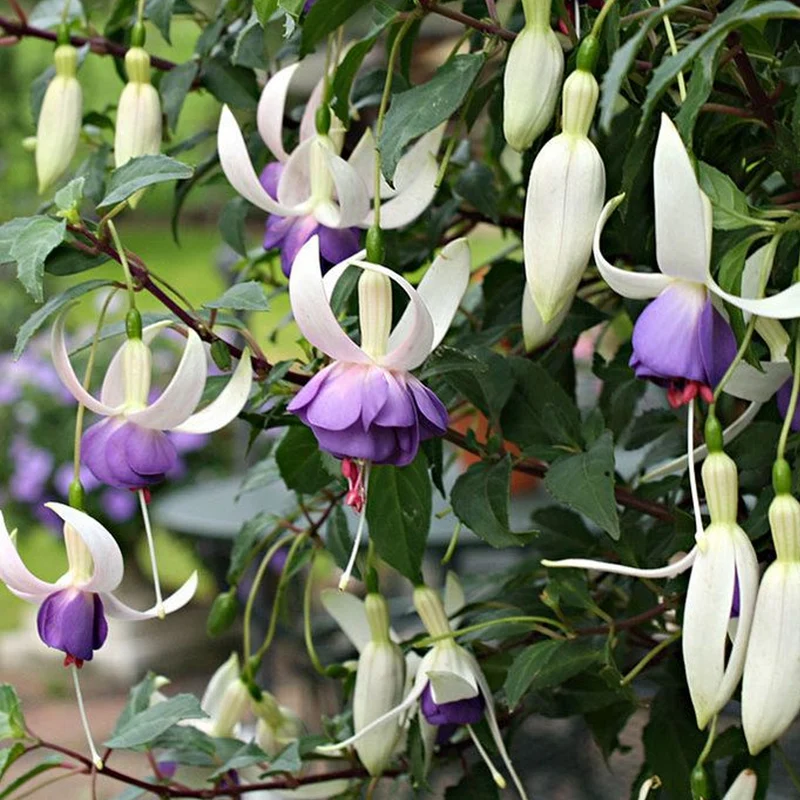 Fuchsie 'Delta's Sarah'