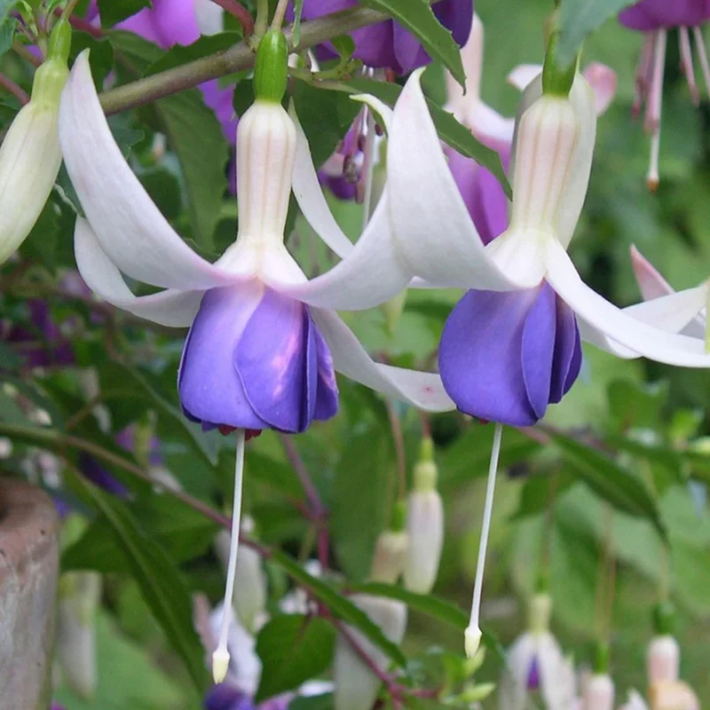 Fuchsie 'Delta's Sarah'