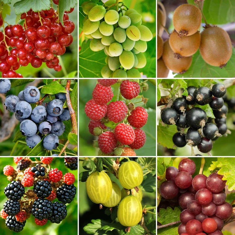 Obst-Mix
